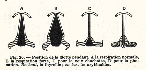 
	dessin extrait de : Bertil Malmberg (1974), La Phonétique, PUF, p. 27.